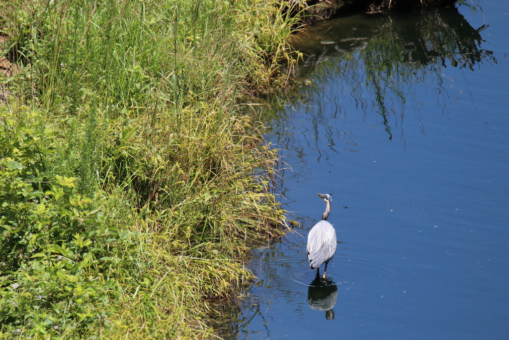 May 28 Blue Heron watches a plane overhead.IMG_6411A by georgegailmcdowellcom