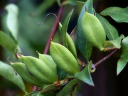 30th May 2022 - New seed pods...