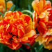 Flower fire in tulips by daryavr