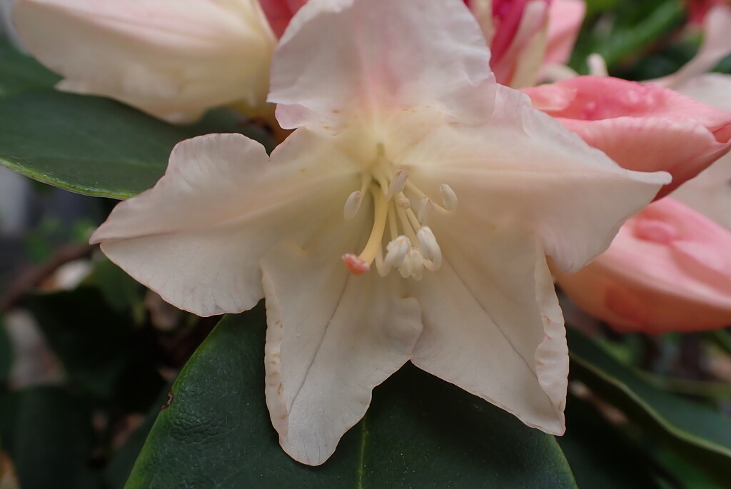 Close up of one of my Rhododendron blooms by speedwell