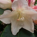 Close up of one of my Rhododendron blooms by speedwell