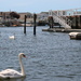 Swans swimming  by jb030958