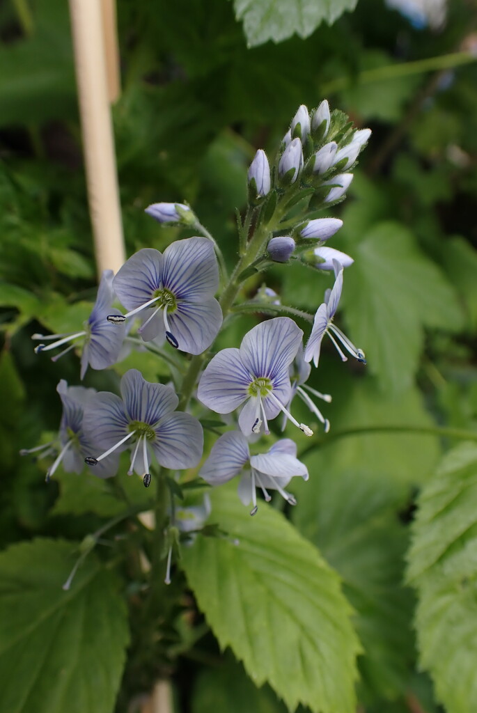 Yet another new garden bloom by speedwell