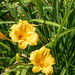 9072 Yellow Flower by jifletcher