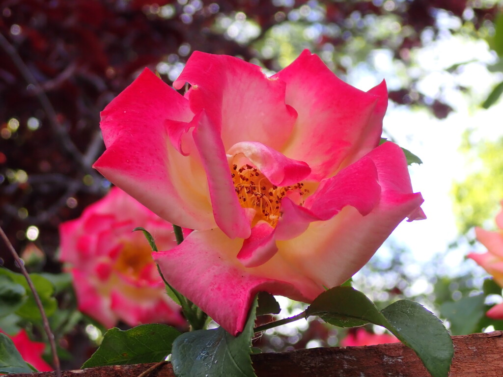Rose bloom by speedwell