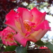 Rose bloom by speedwell