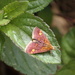 Mint moth on mint! by speedwell