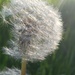 Star Wish