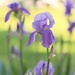 Backyard Iris by lynnz