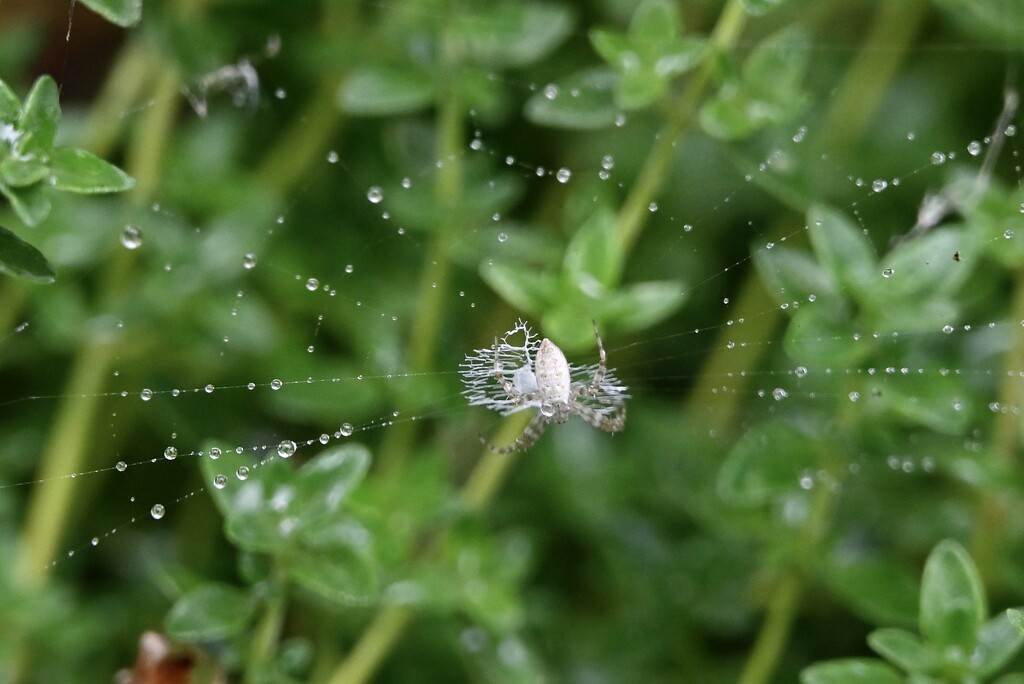 Garden Orb Weaver spider and Rain Drops by metzpah