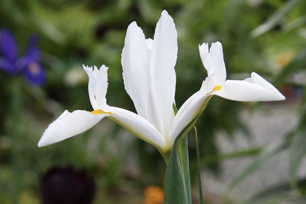 White Iris by mamabec
