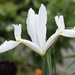 White Iris by mamabec
