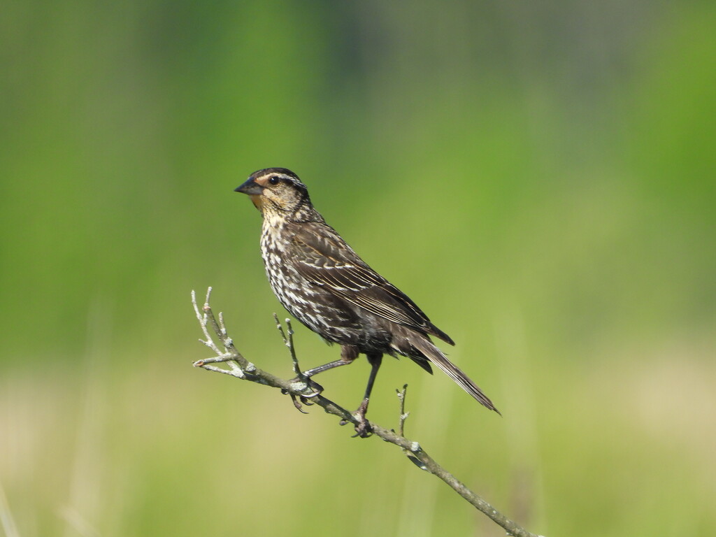 female red-winged blackbird by amyk
