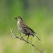 female red-winged blackbird by amyk