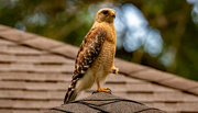 29th May 2022 - Red Shouldered Hawk On My Roof!