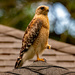 Red Shouldered Hawk On My Roof! by rickster549