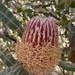 Banksia by narayani