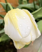 3rd May 2022 - Raindrops on Tulip...