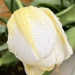 Raindrops on Tulip... by anne2013