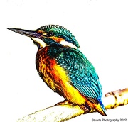30th May 2022 - The kingfisher 