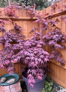 9th May 2022 - Acer in corner...