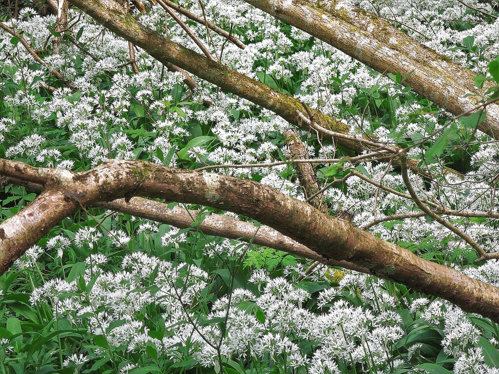 May in the woods : wild garlic by etienne
