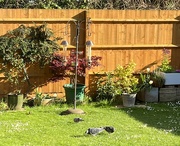11th May 2022 - Pigeons in garden....