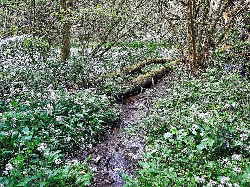 May in the woods : wild garlic (2) by etienne