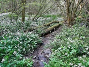 30th May 2022 - May in the woods : wild garlic (2)