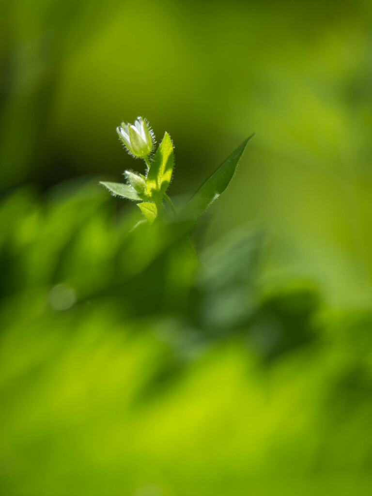 In a thicket of plants by haskar