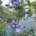 Purple Roses..... by cutekitty