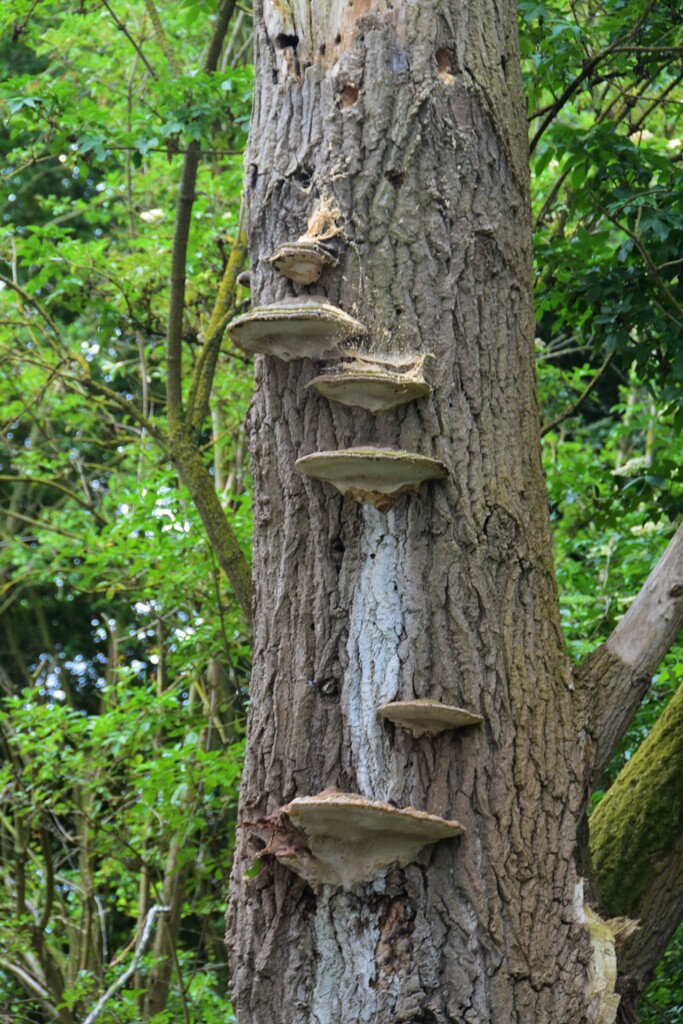 Bracket fungi by 365anne