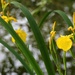 Flag Irises by 365anne