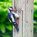 Woodpecker  by pamknowler