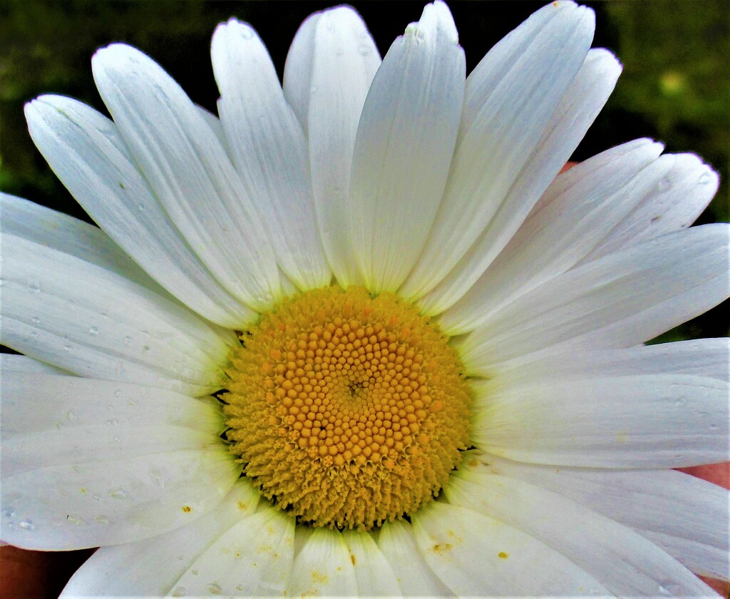 A Shasta daisy. by grace55