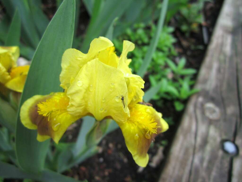 Our Irises are finished for this year by bruni