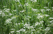 30th May 2022 - White wildflowers