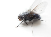30th May 2022 - Dead Fly