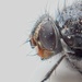 Dead Fly 2 1 by delboy207