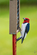 27th May 2022 - Red-headed Woodpecker