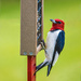 Red-headed Woodpecker by skipt07