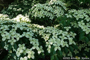 30th May 2022 - Kousa Dogwood Overview