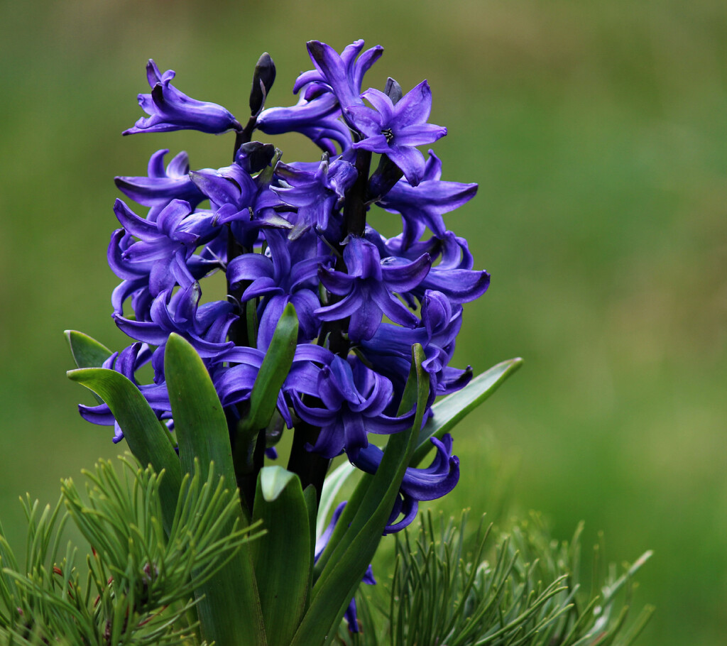 Blue Hyacinth.  by wendyfrost