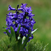 Blue Hyacinth.  by wendyfrost