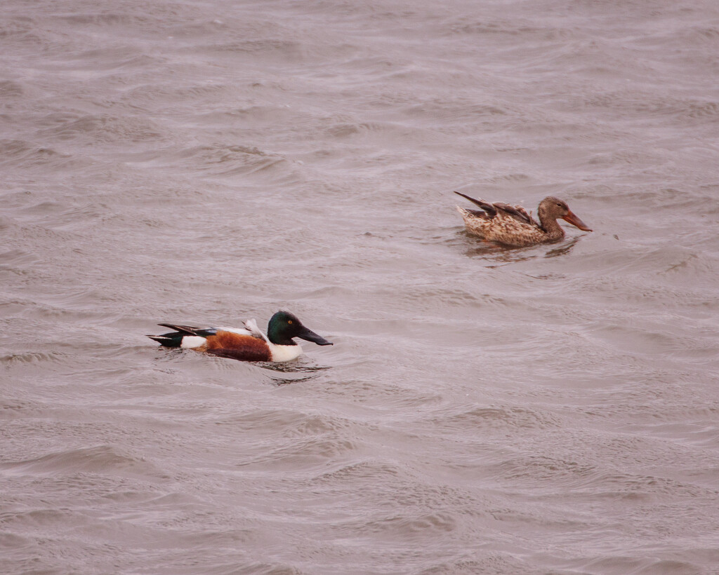 shoveler by aecasey