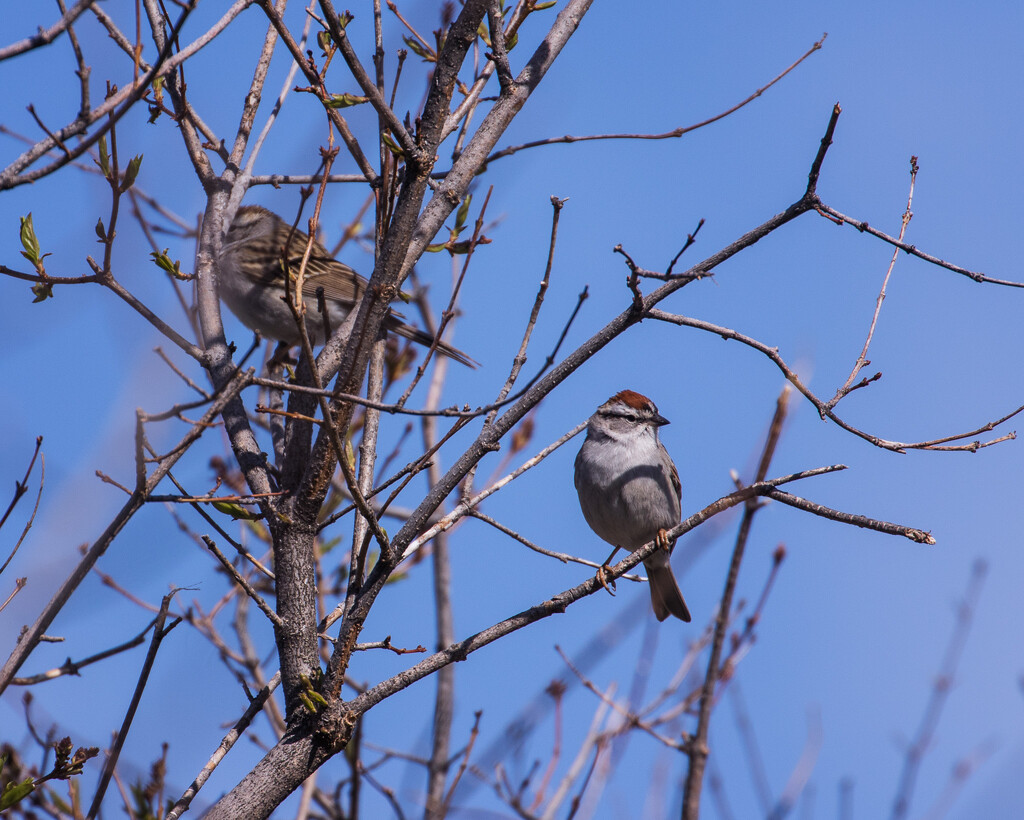 two sparrows by aecasey