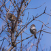 two sparrows by aecasey