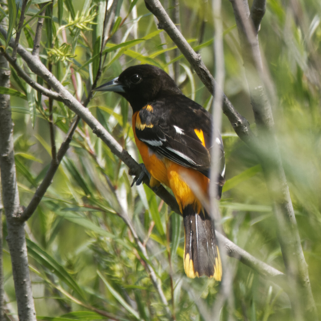 Baltimore Oriole by rminer