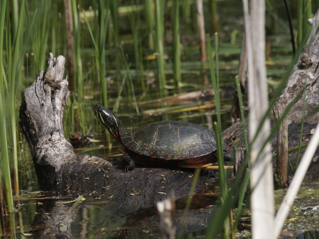 Painted turtle  by rminer