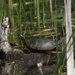 Painted turtle  by rminer